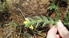 Leobordea foliosa