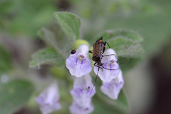 Closterotomus cinctipes