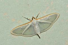 Palpita vitrealis