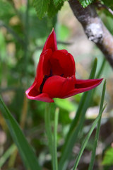 Tulipa hungarica rhodopea