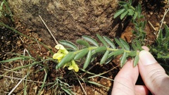 Leobordea foliosa