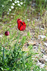 Tulipa hungarica rhodopea