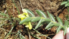 Leobordea foliosa