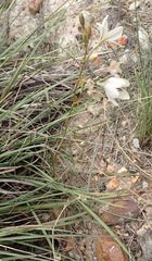 Tritonia flabellifolia