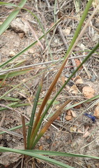 Tritonia flabellifolia