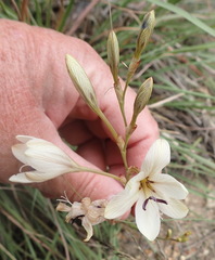 Tritonia flabellifolia