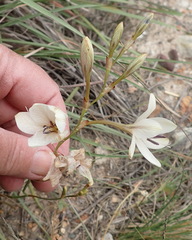 Tritonia flabellifolia