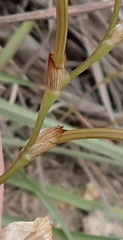 Tritonia flabellifolia