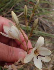 Tritonia flabellifolia