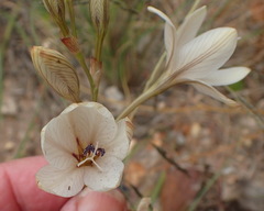 Tritonia flabellifolia