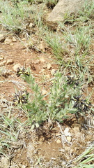 Leobordea foliosa