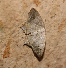 Oxymacaria temeraria