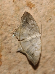 Oxymacaria temeraria