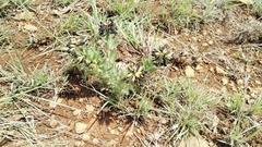 Leobordea foliosa