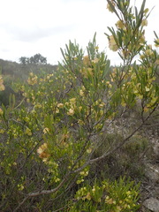Dodonaea viscosa angustifolia