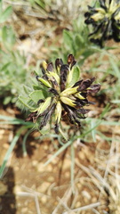 Leobordea foliosa