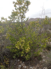 Dodonaea viscosa angustifolia