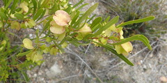 Dodonaea viscosa angustifolia