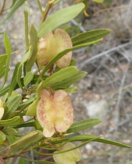 Dodonaea viscosa angustifolia