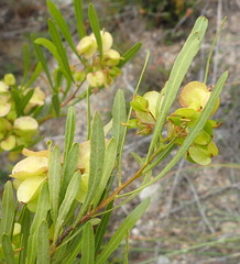 Dodonaea viscosa angustifolia