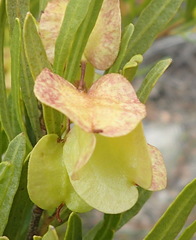 Dodonaea viscosa angustifolia