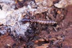 Raphidia