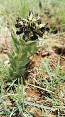 Leobordea foliosa
