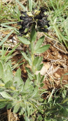 Leobordea foliosa
