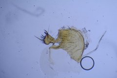 Mycetophila fungorum