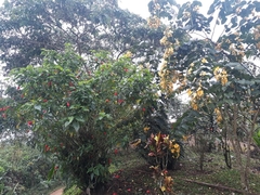 Sterculia lanceolata