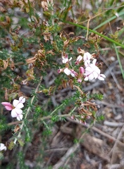 Aspalathus submissa