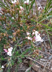 Aspalathus submissa