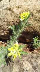 Leobordea foliosa