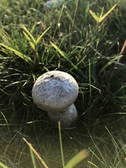 Lycoperdon lividum