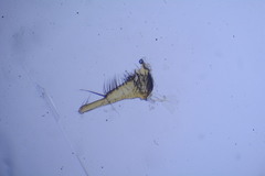 Mycetophila fungorum