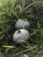 Lycoperdon lividum