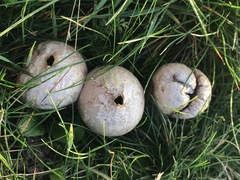 Lycoperdon lividum