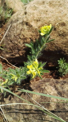 Leobordea foliosa