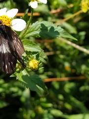 Catasticta nimbice