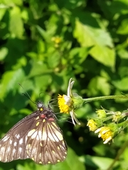 Catasticta nimbice