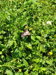 Catasticta nimbice