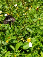 Catasticta nimbice