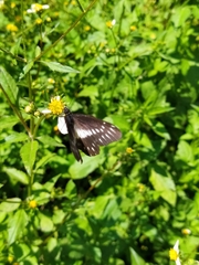 Catasticta nimbice