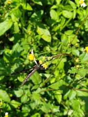 Catasticta nimbice