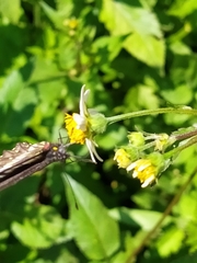 Catasticta nimbice