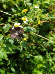 Catasticta nimbice