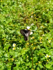 Catasticta nimbice