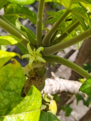 Vasconcellea pubescens