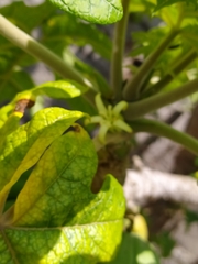 Vasconcellea pubescens