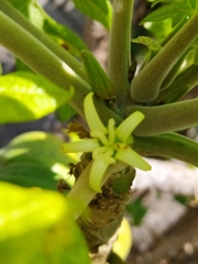 Vasconcellea pubescens